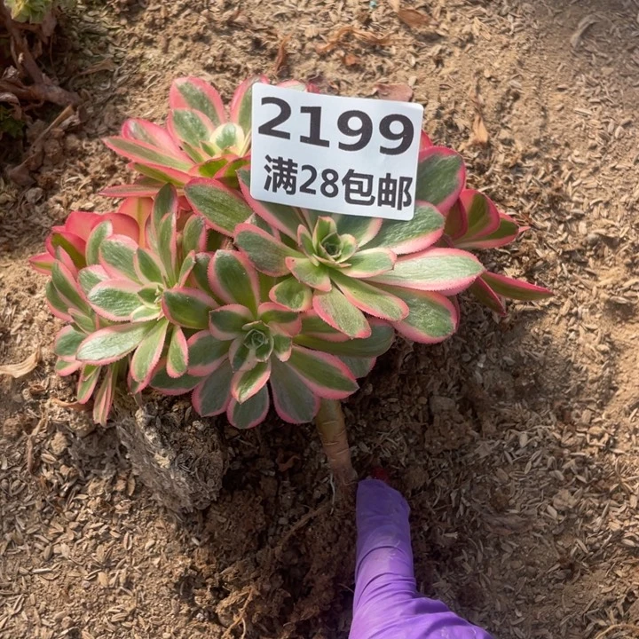 貓*2199三号棚粉女郎多肉植物