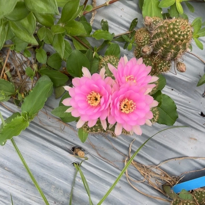 矮胖白檀361白檀377