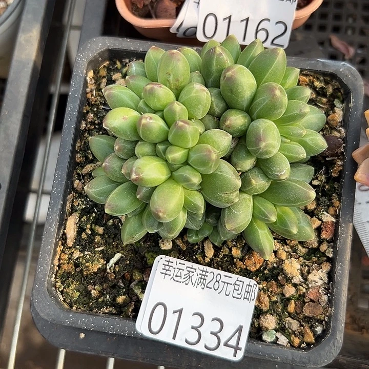 幸运儿的故事也是很有意思