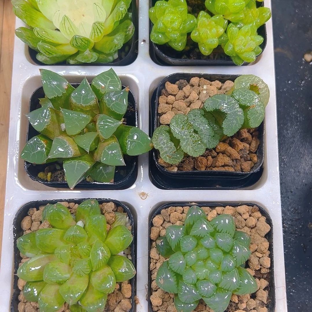 新人套餐玉露多肉6颗