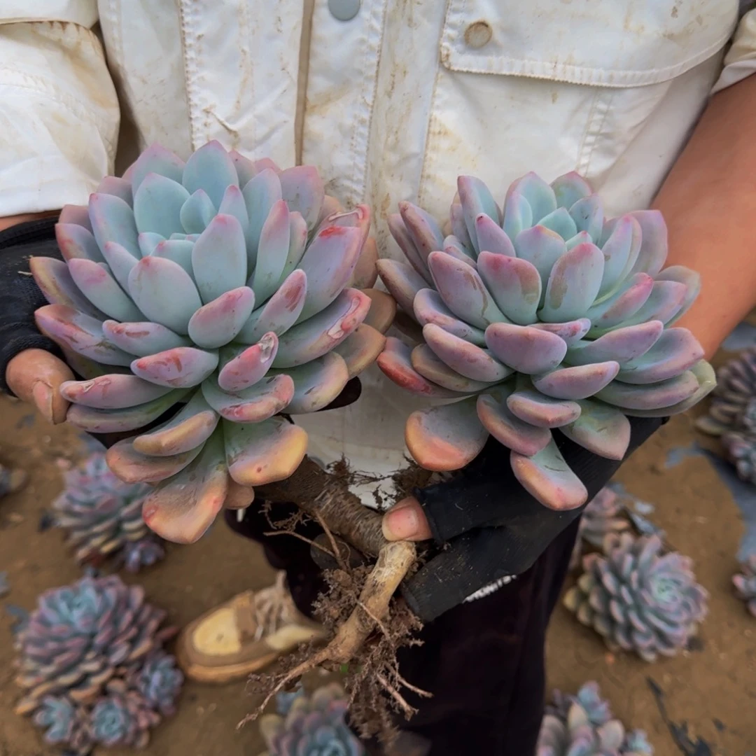 仙***姐奥普 一颗 不包损26号