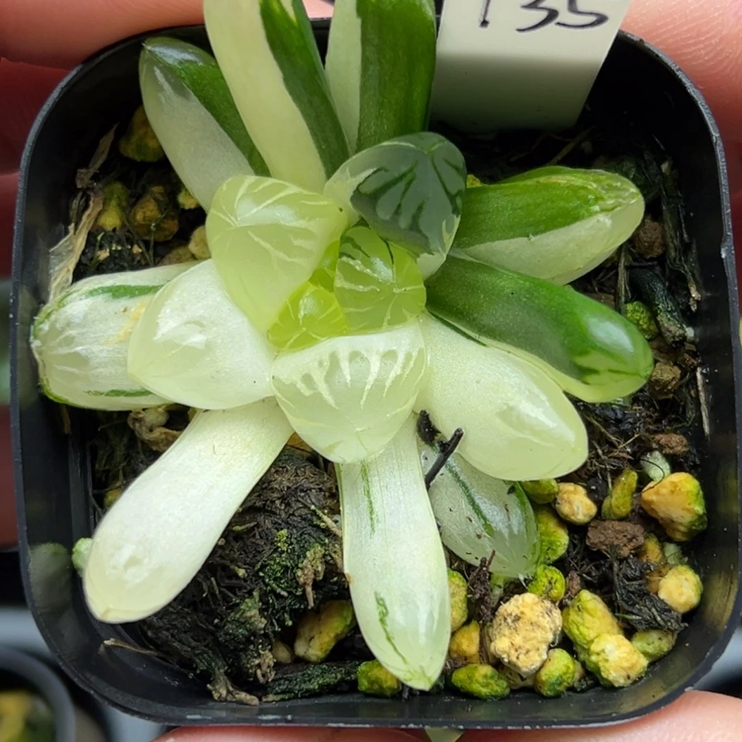 135残雪玉露锦一物一拍