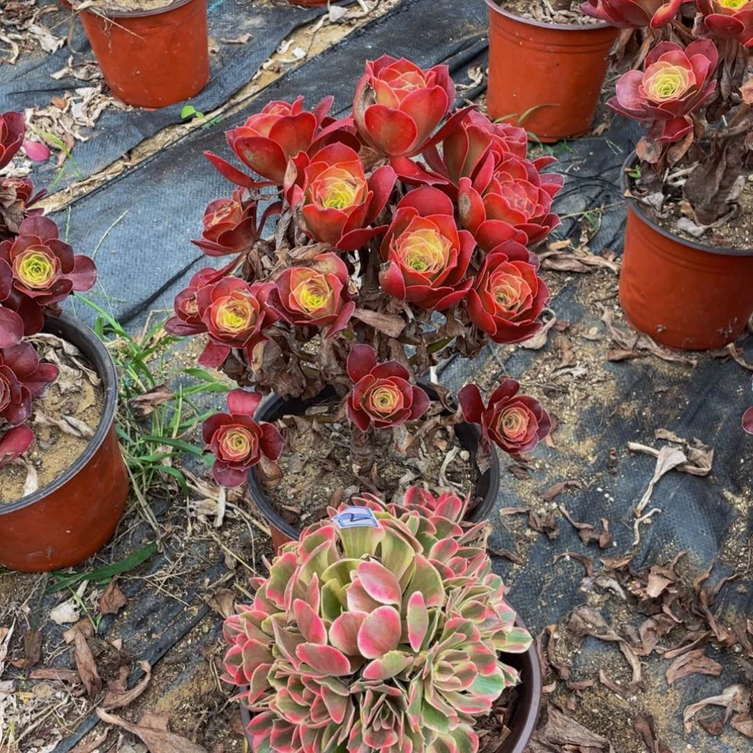苍***狼2鲜花老桩一对不包断枝