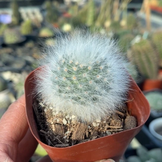 完全开放实生无刺丽光殿