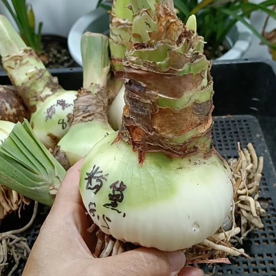 无花朵帝卡粉黛8.5带花苞