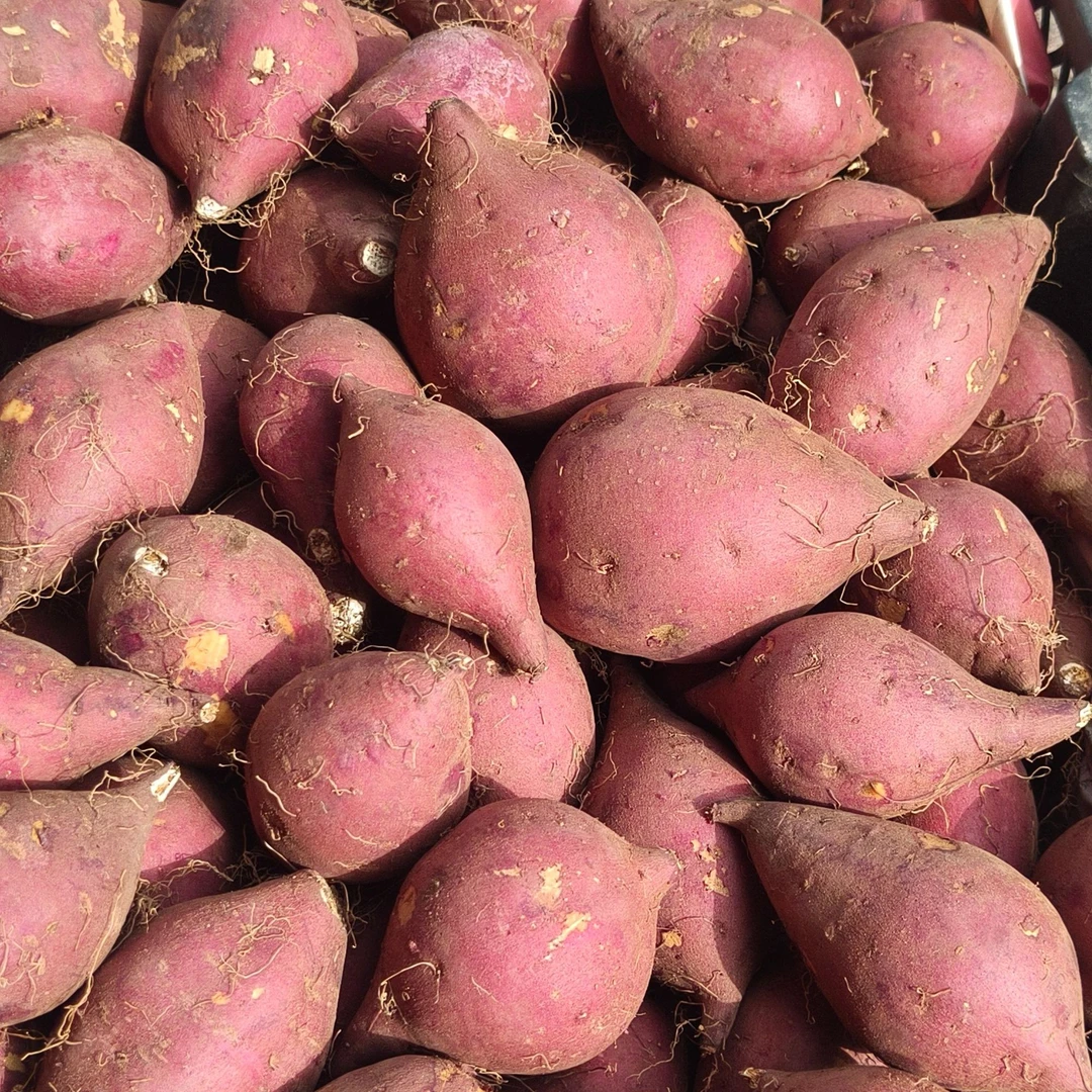 【鲜果速送】海南桥头地瓜/榴莲蜜薯一袋4斤（有大有小随机拿介意慎拍）