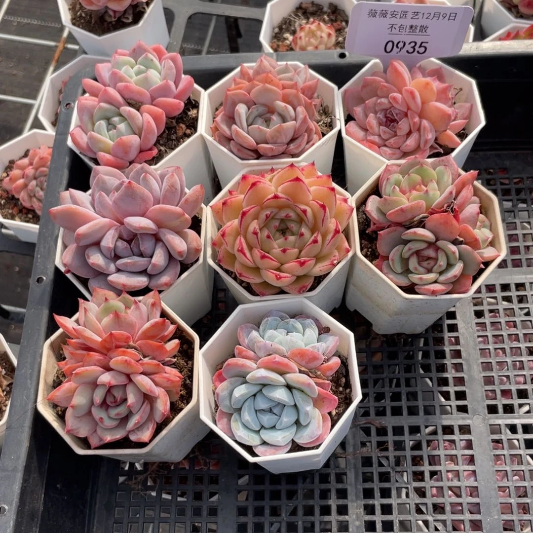 不包整散 盆子不售后0935