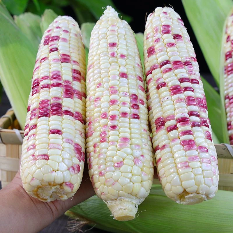 新鲜花糯玉米5斤带壳五彩甜糯玉米棒子黏粘苞谷粒非水果