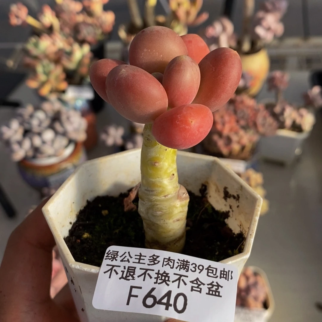 640金蟾多肉肉5c m