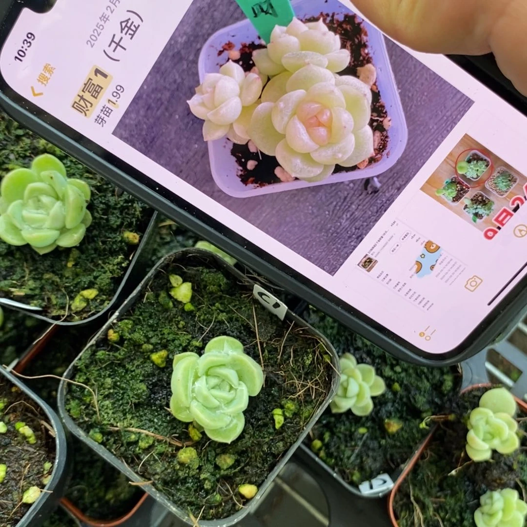 上盆千金财富1一个多肉量拍