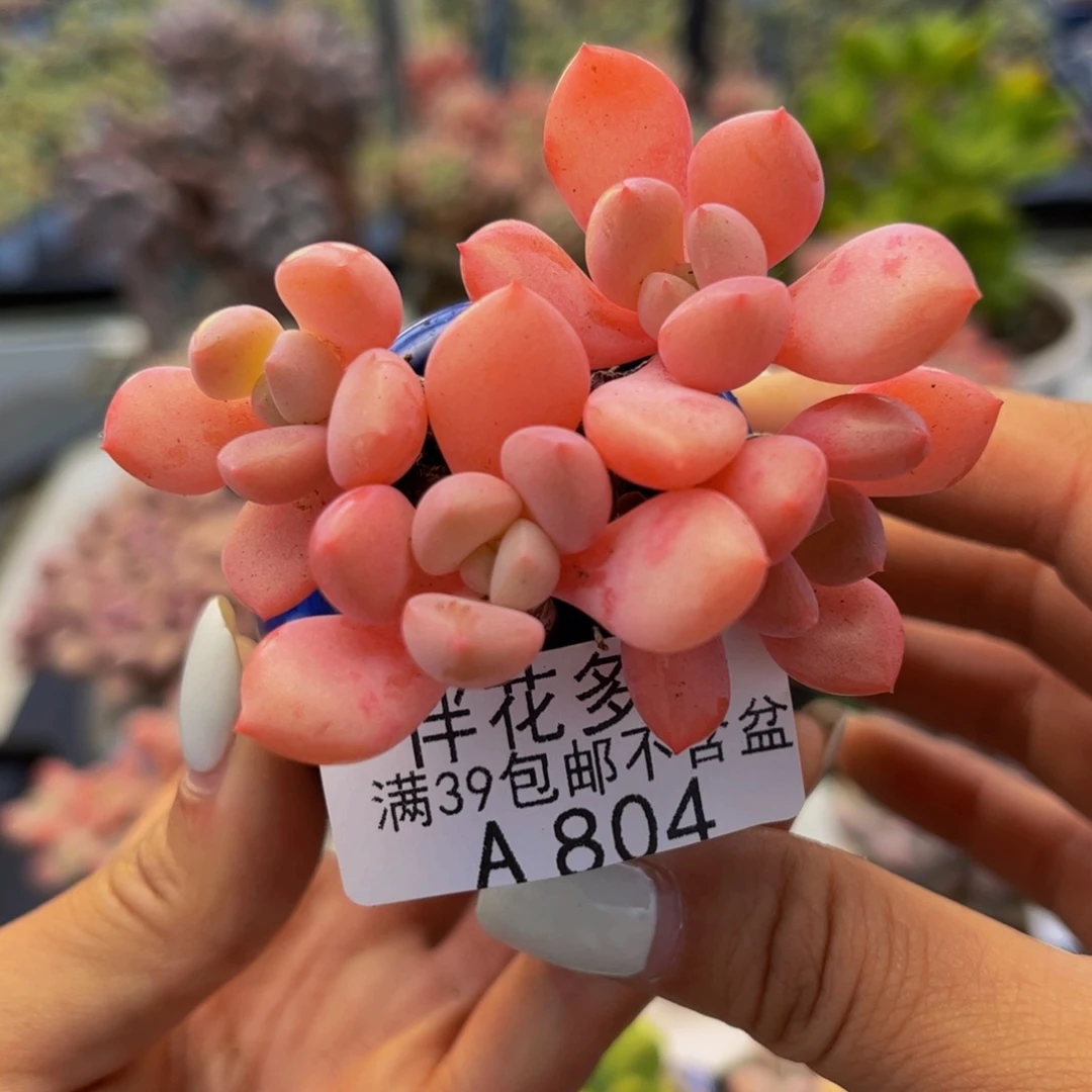 子***陌804-粉桃花多肉5cm