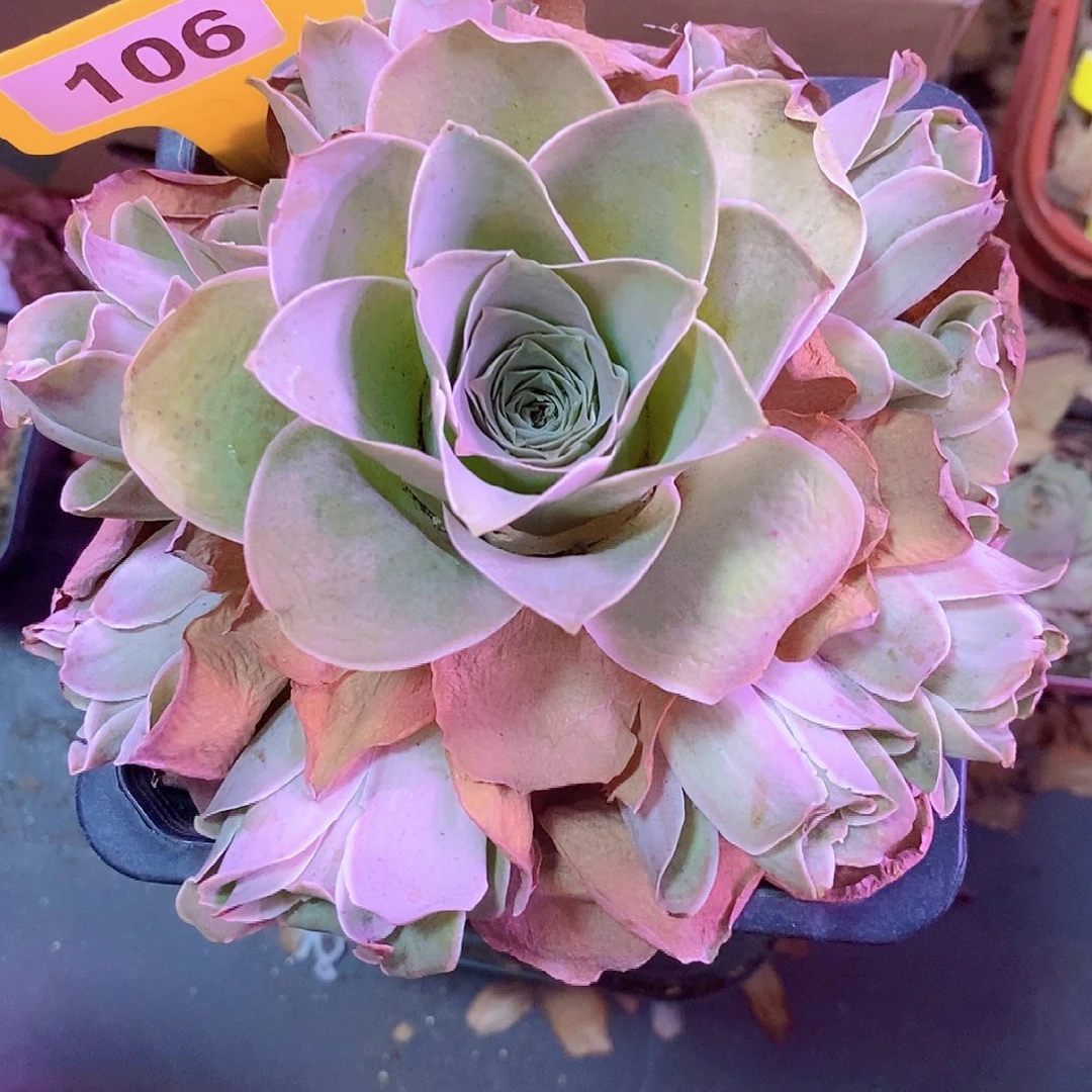 肖兆国领11月100档会员福利106听风念