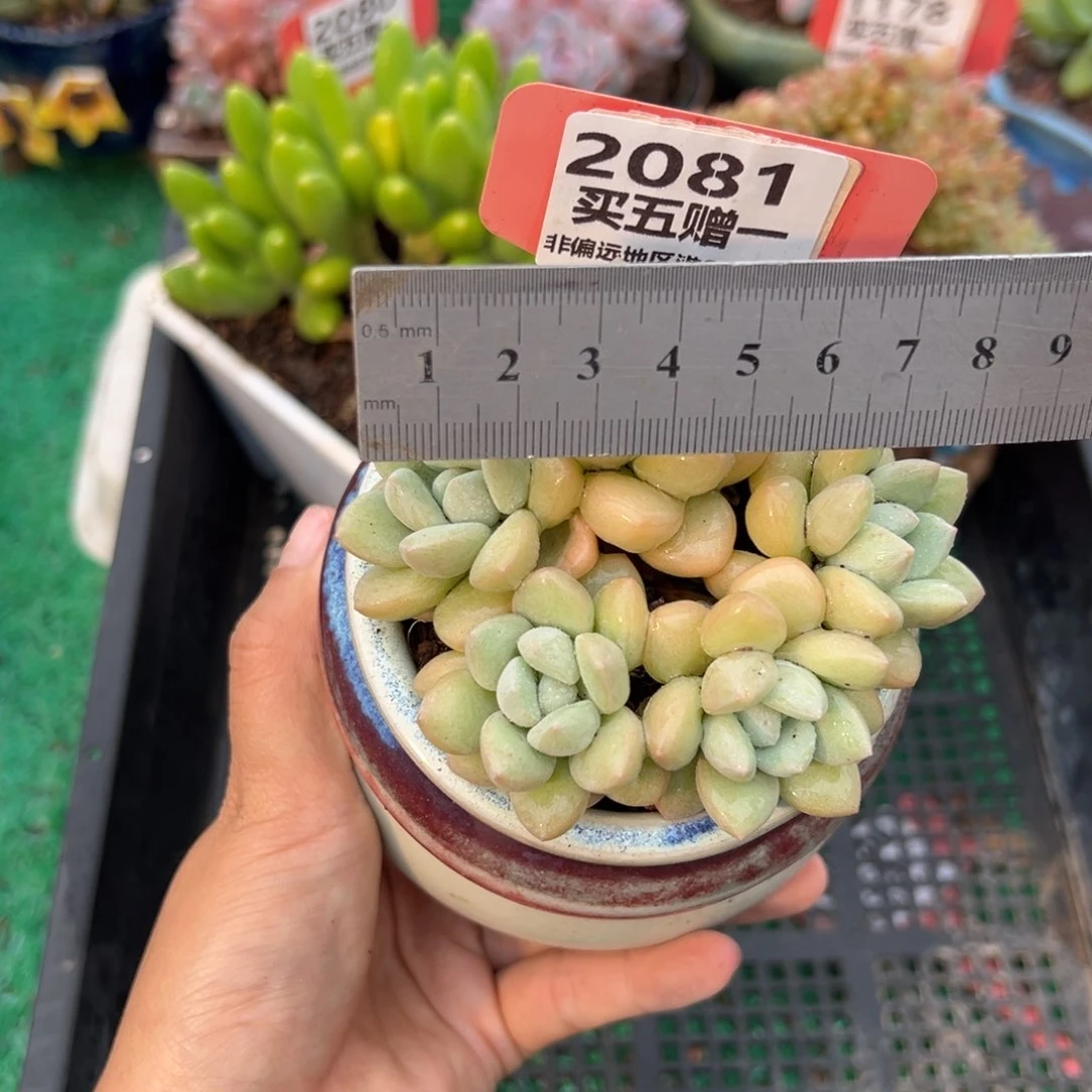 表妹精品多肉2081.