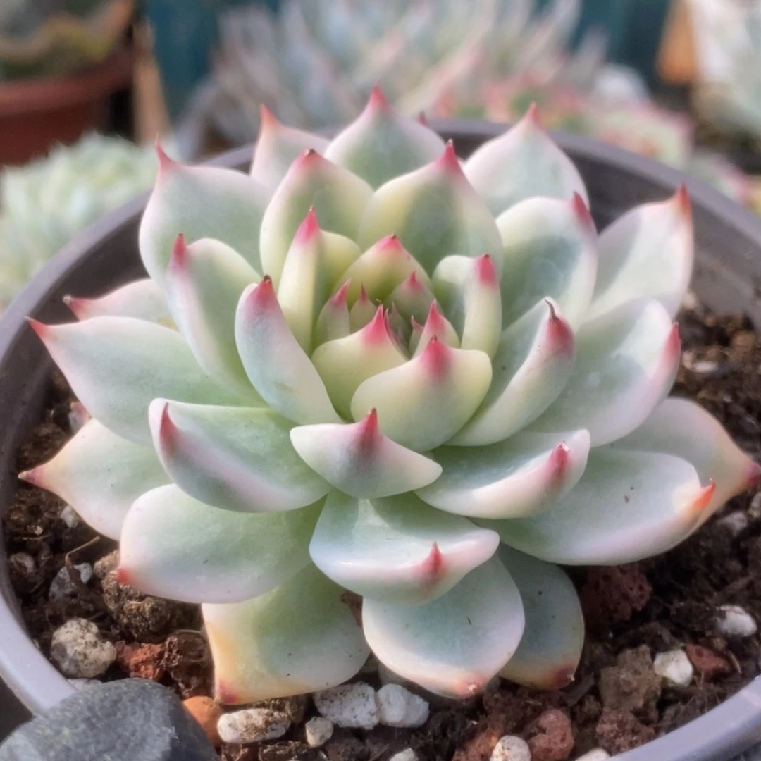 305锦锦锦锦锦锦锦