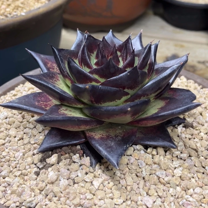 小伤特惠111111111