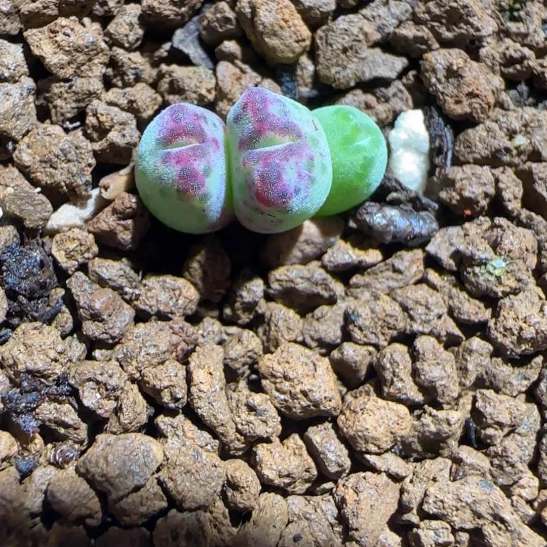 肉锥多肉植物组合-斑马327