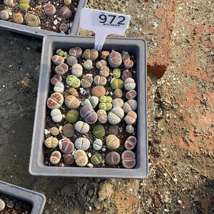 s***f生石花等植物植物972