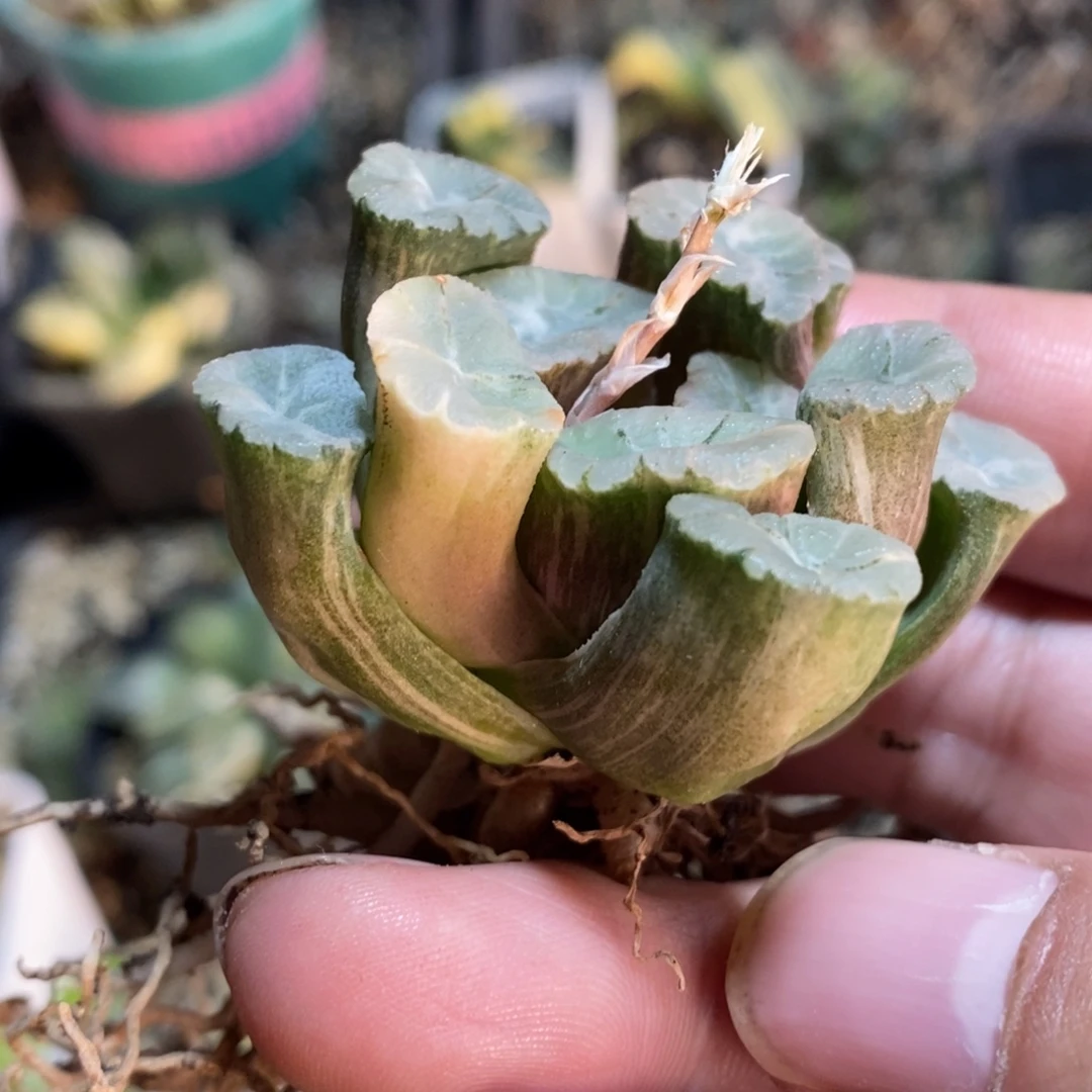 一颗万象锦 元旦福利