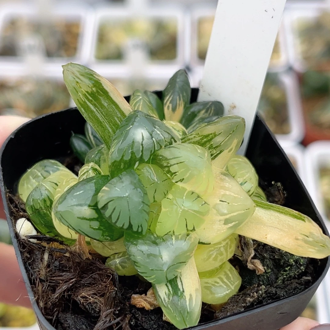 15老川灯芯玉露锦带仔福利专场