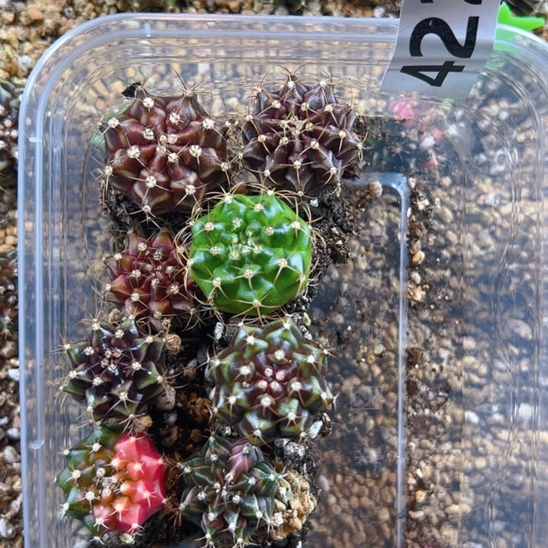 当前无花栽培后可以开花422