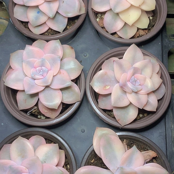 t177紫乐锦单头脱土