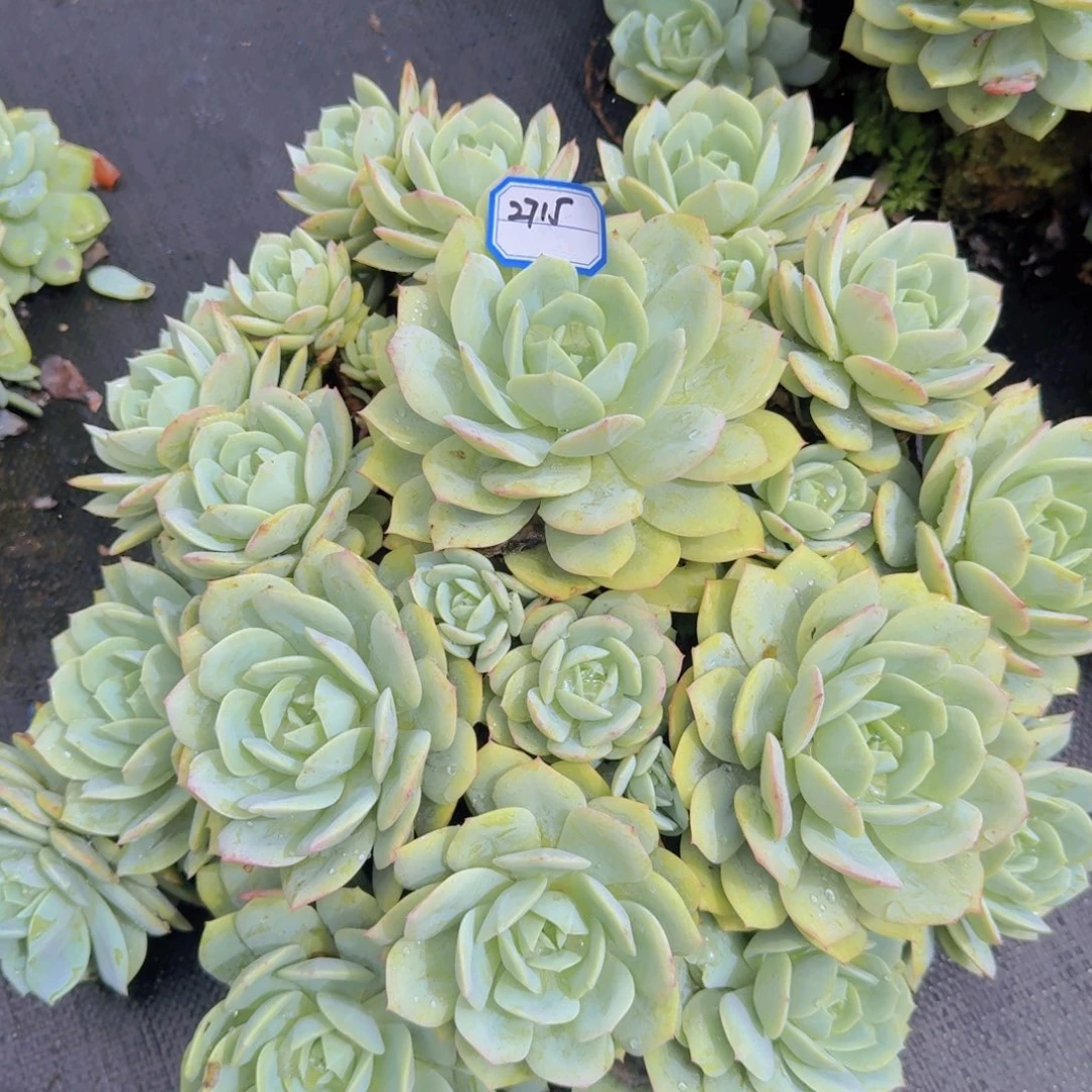 2715恋曲凡艺多肉