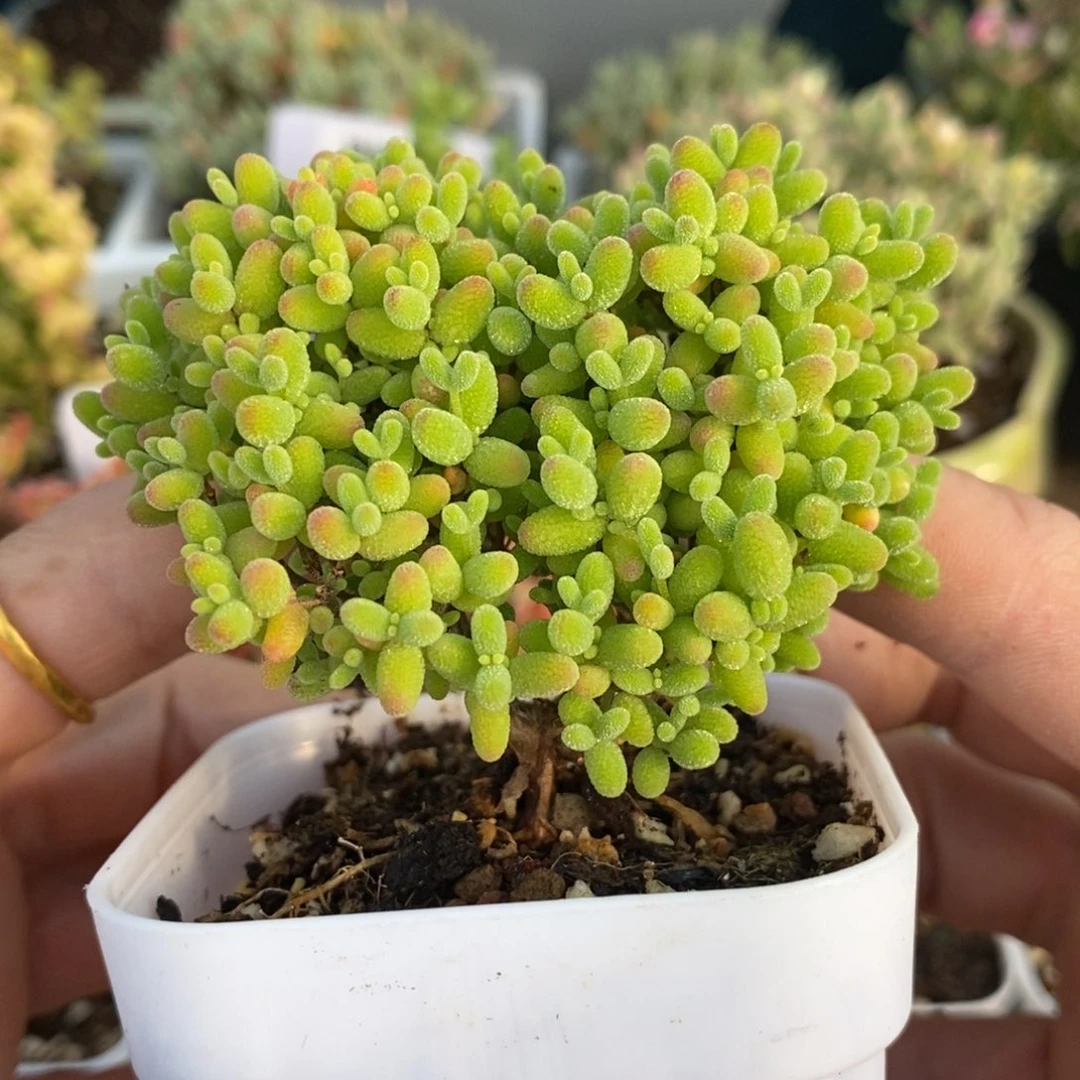 ?****?611蜜橘糖球。