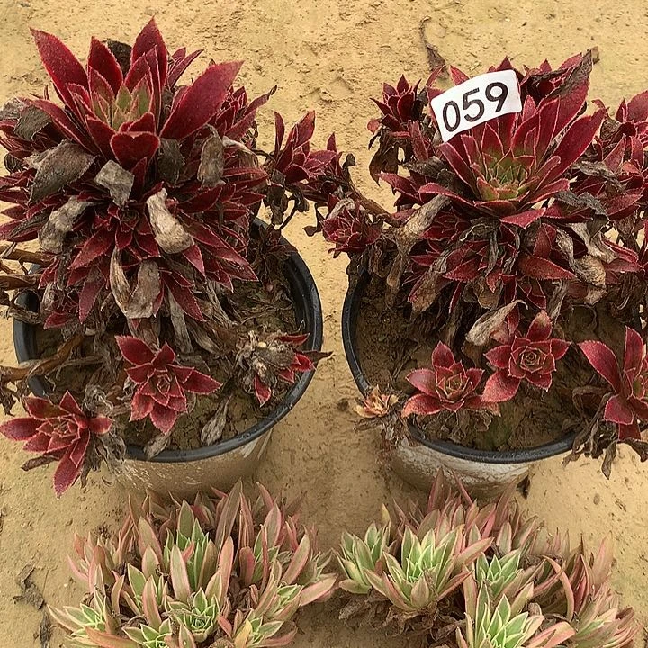 无花朵059四颗多肉植物