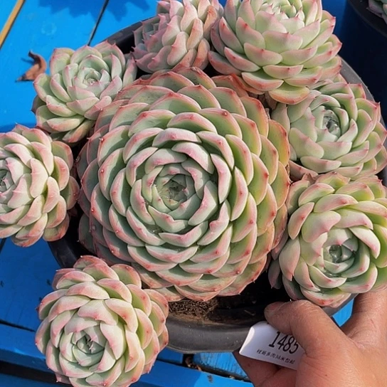 L****?粉水晶1485多肉