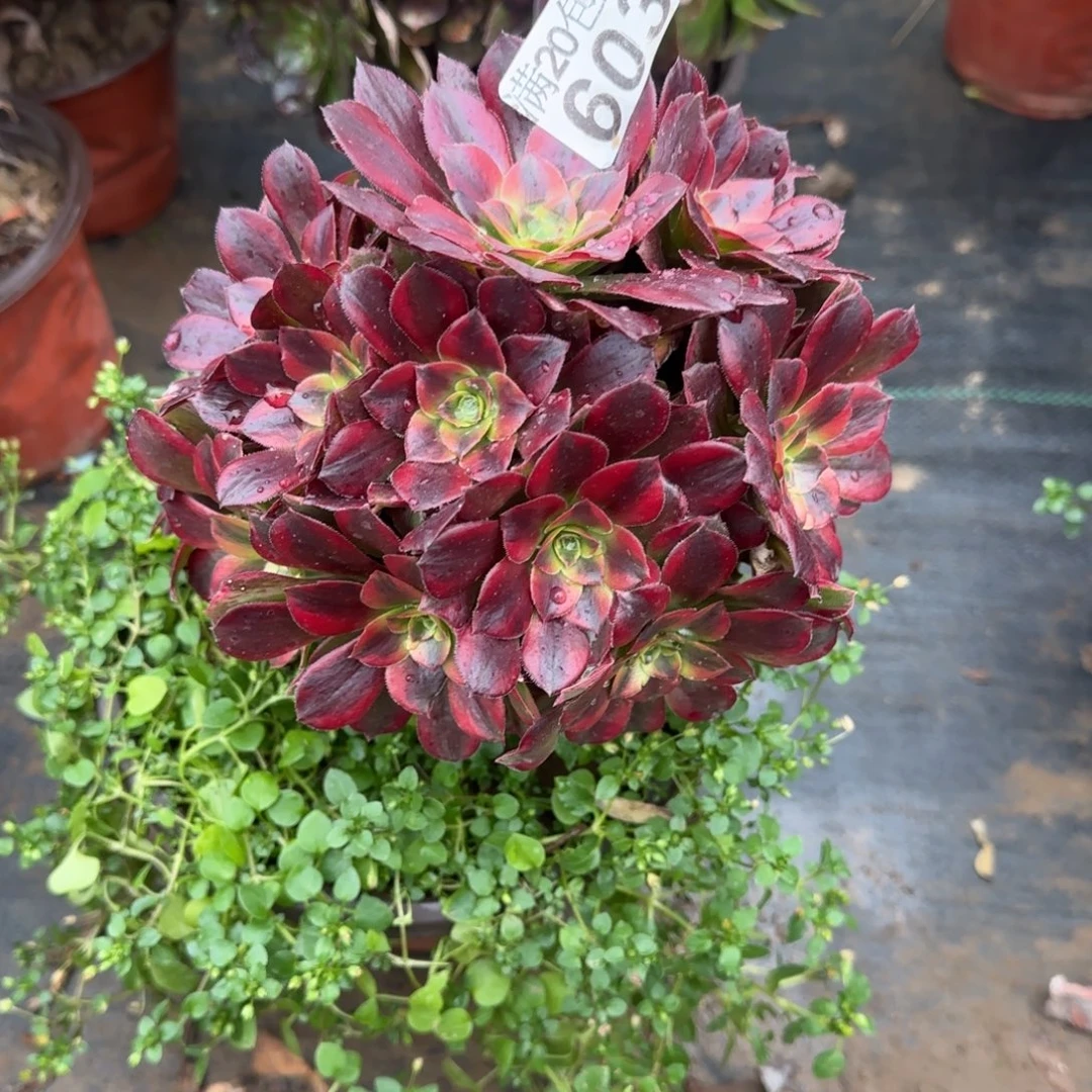 安娜603满20包邮断枝不包