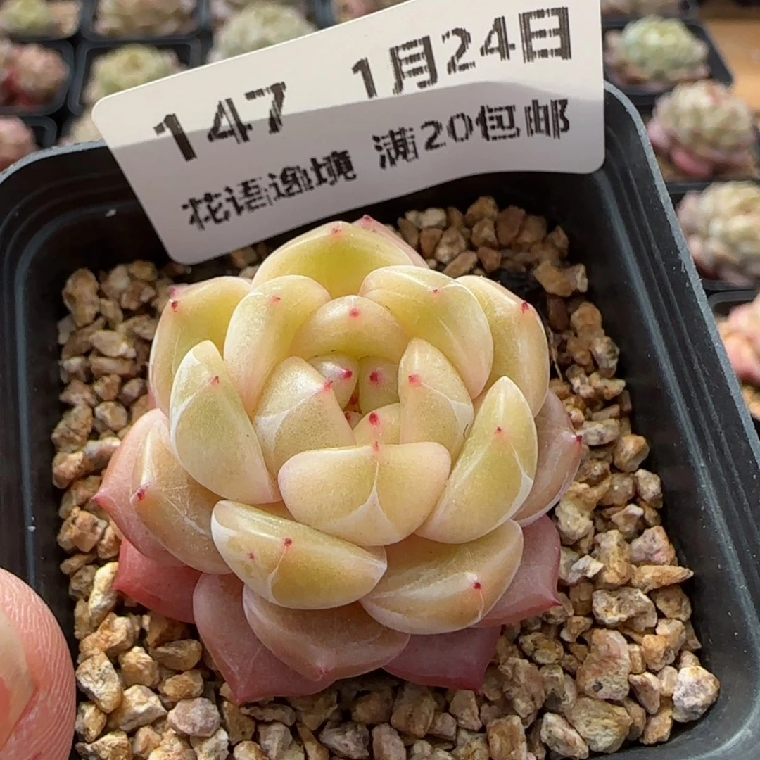 花语逸境0124-147