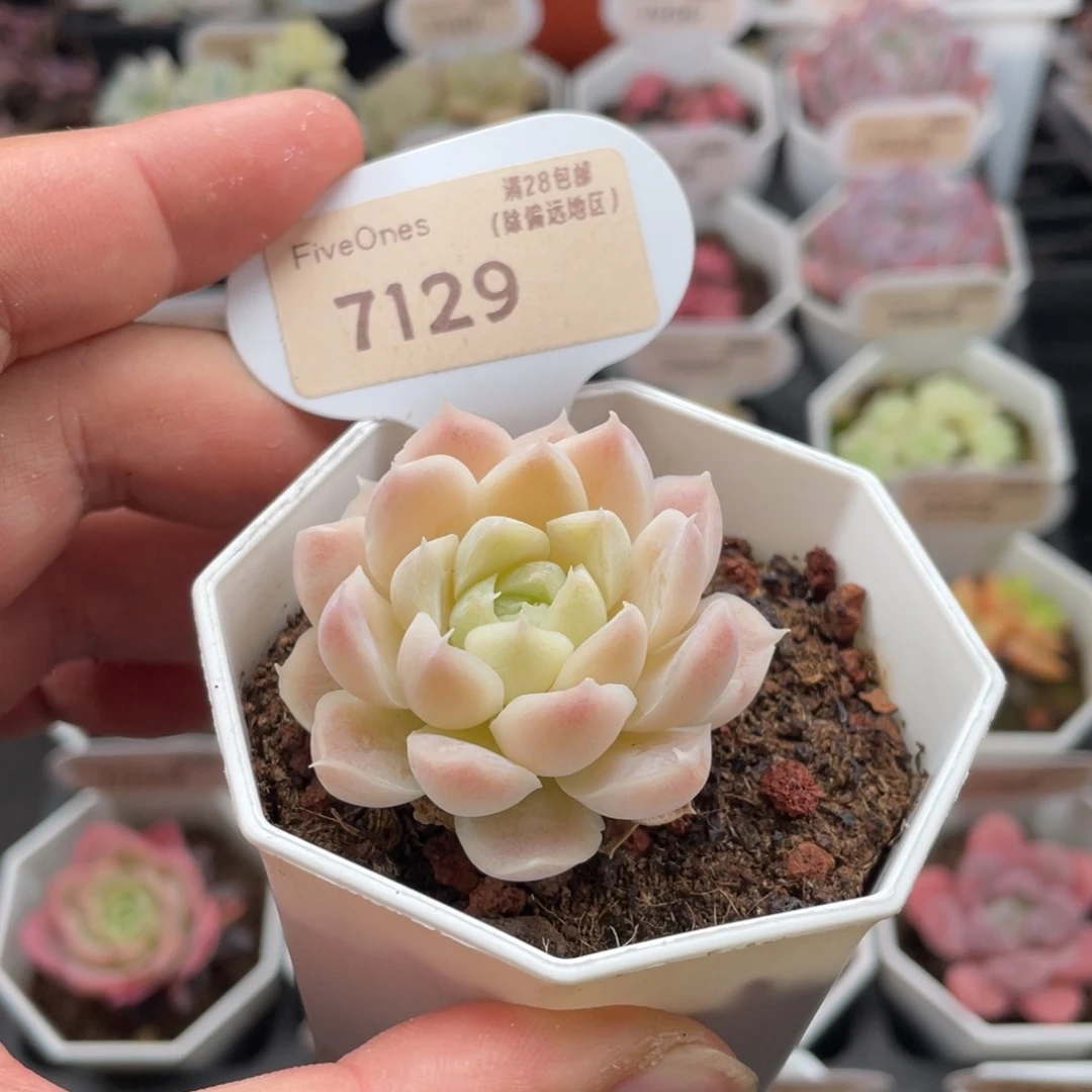 白月影7129-4.5厘米