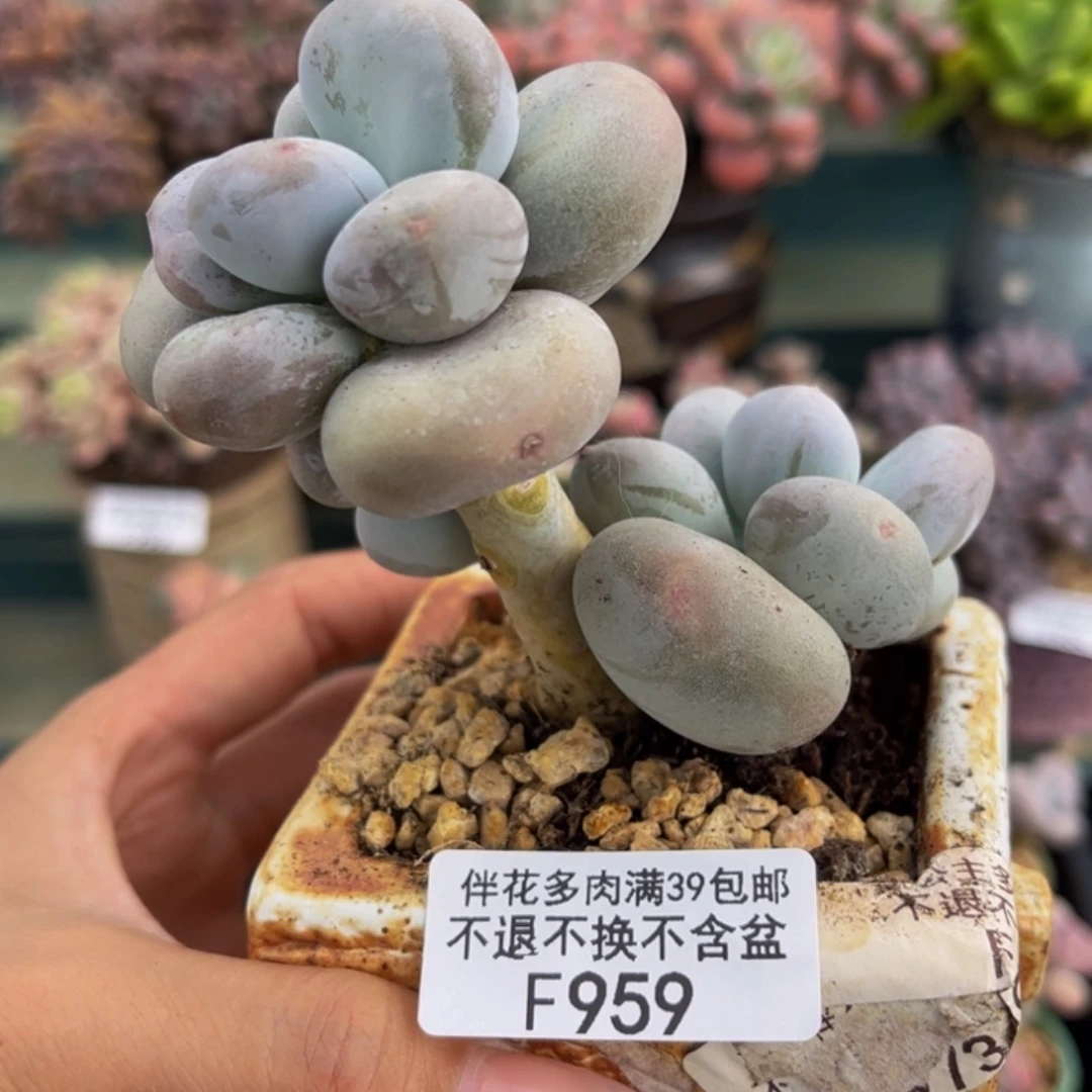 959-黄金大叶奶酪多肉5cm