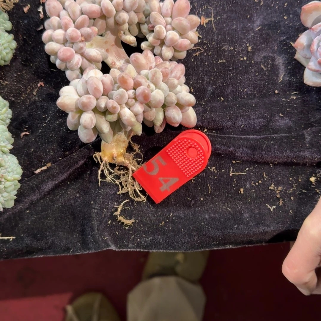 欢***多两颗汤圆缀化一物一拍54
