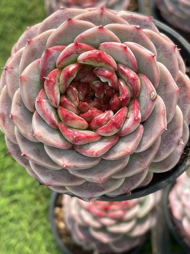 9#天鹅绒单头起 多肉植物