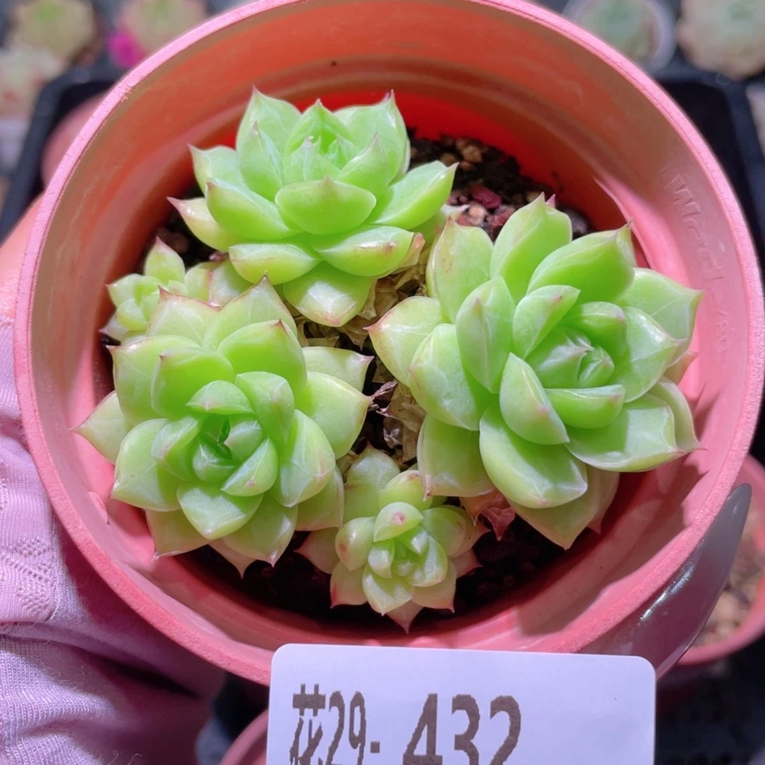 花利美29-432女王玫瑰