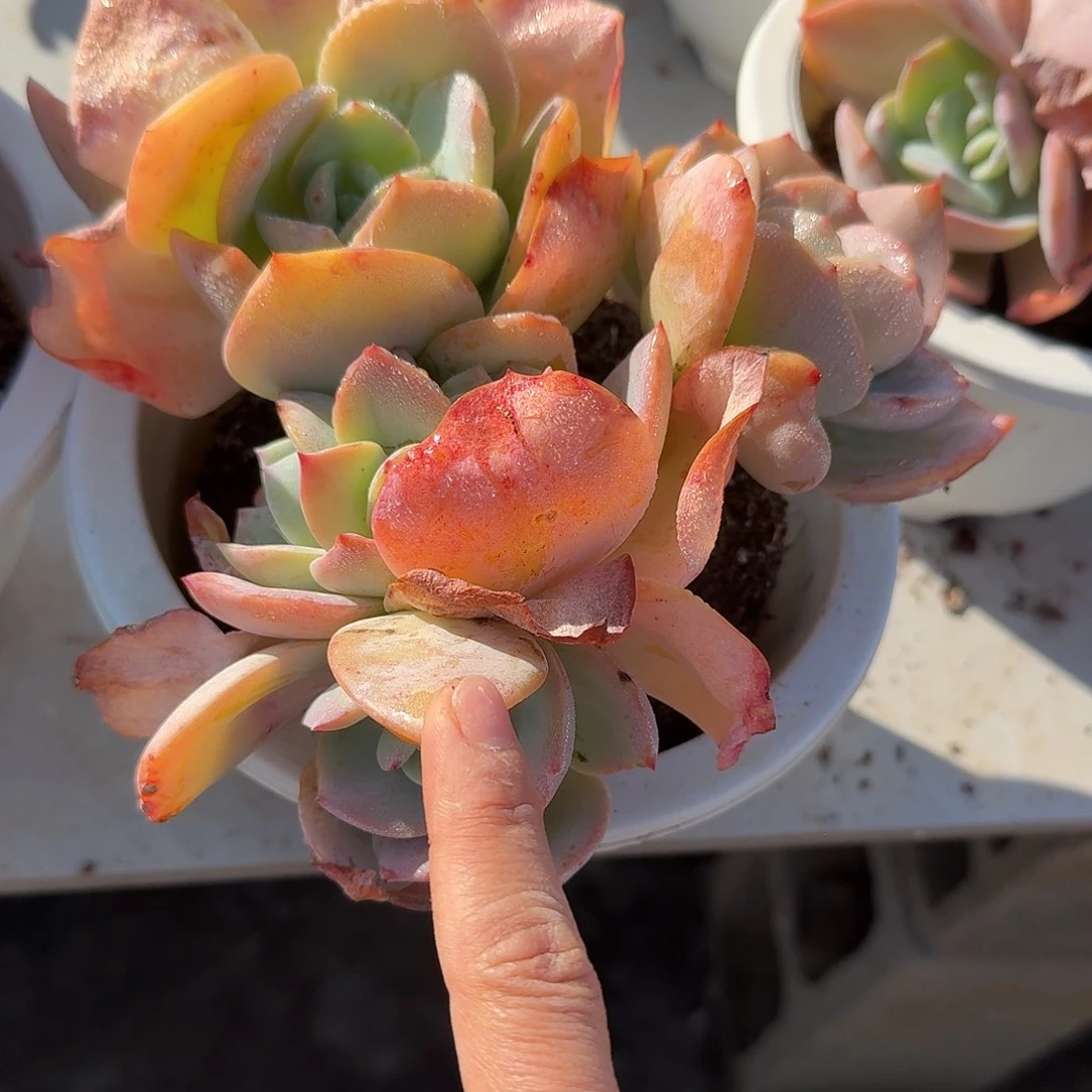 L****白凤多肉植物一颗