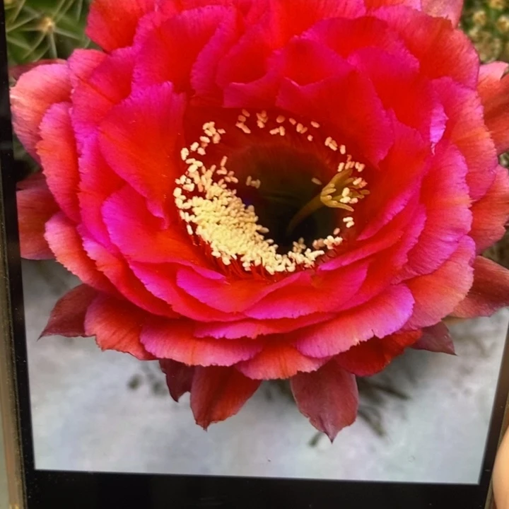 彩草81号带根5公分左右