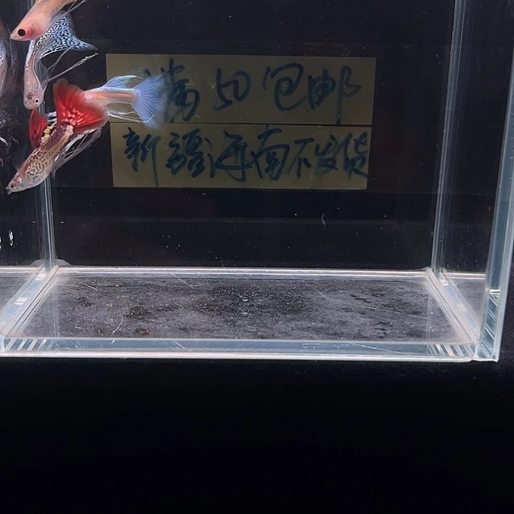 孔雀鱼孔雀鱼长公