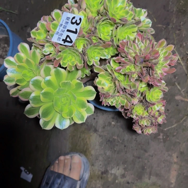 女妖花29-14包邮花