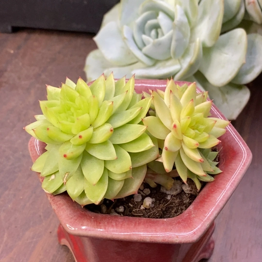 新品尖叶珍妮群生一物一拍