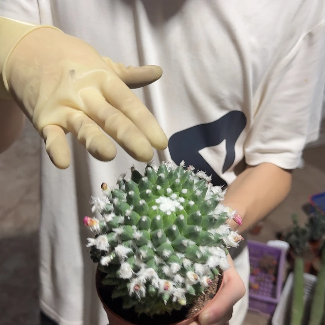 一行园艺【大号雪糕】