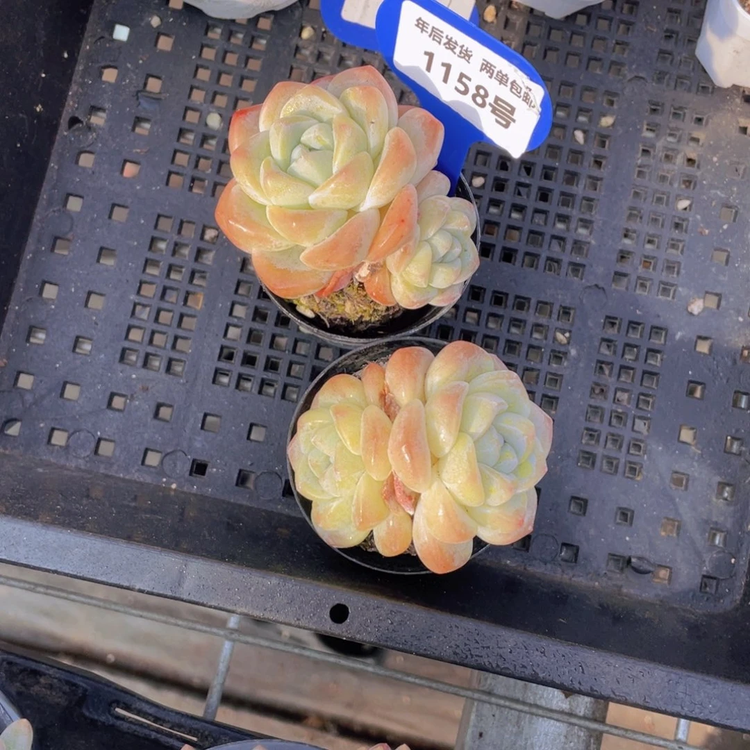 1158号奶油凝脂胖冰玉双头一个m