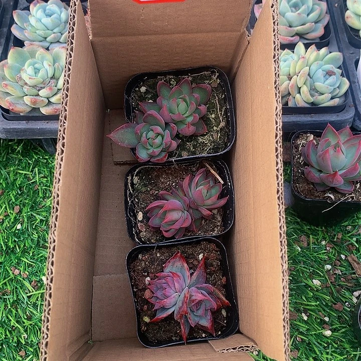 172惊鸿仙子多肉