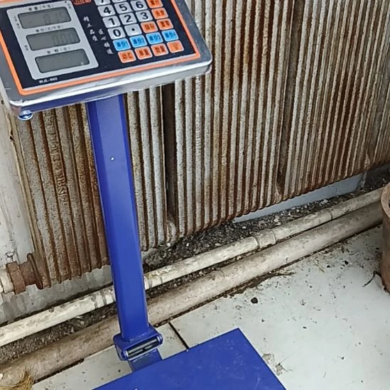 昨***人完全开放君子兰花父亲节礼物