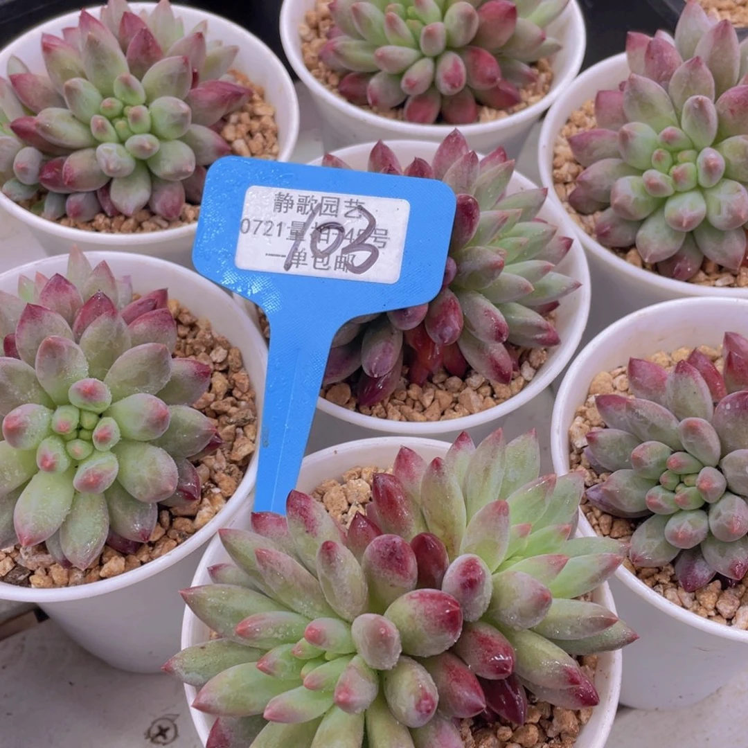 0722-103-胖体如烟美人双头福利一颗量拍