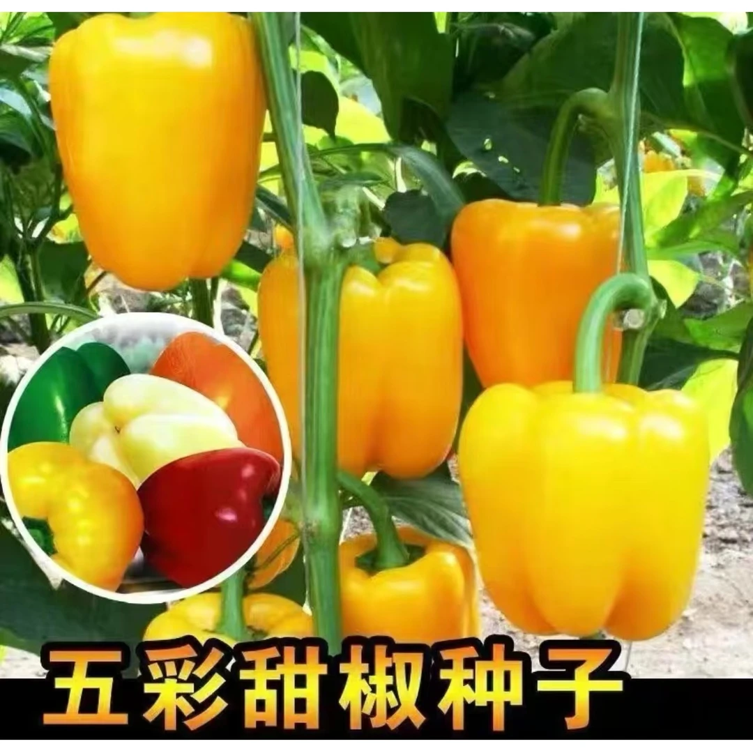 【五彩甜椒种子】新育茄门大甜椒四季种植阳台小院盆栽
