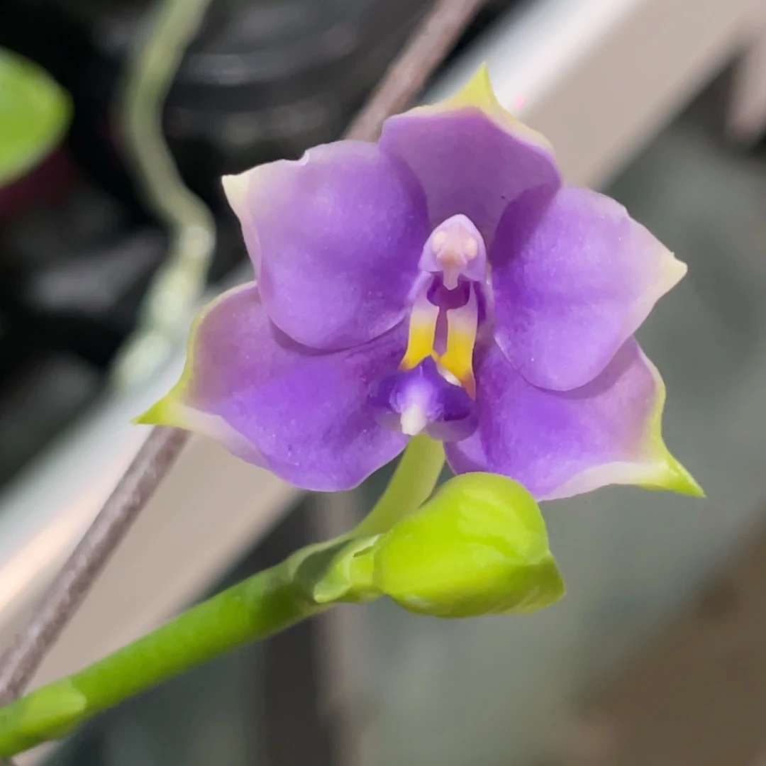 完全开放SWR GV宝贝-1266