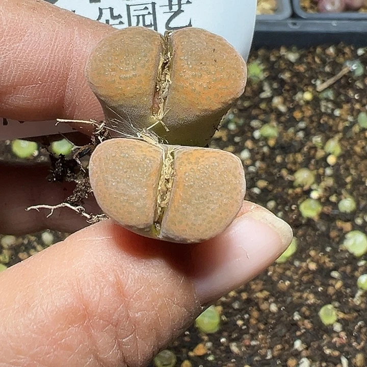 432号蛋糕风铃多肉植物