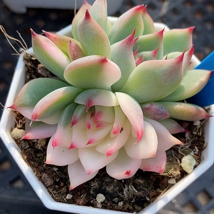 多肉植物吉娃娃锦6153